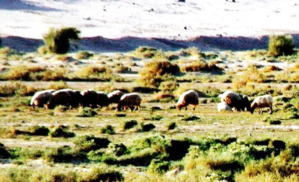 طريق فيضة الرشراشية بالقريات.. ينتظر التعبيد 