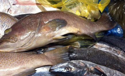 ضبط كمية من الأسماك الفاسدة في الأحساء 