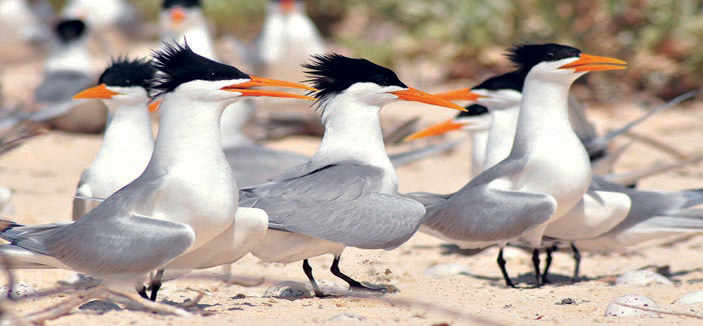 380 نوعاً من الطيور المهاجرة تلتقي على سواحل تبوك 