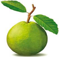 الجوافة تحارب علامات الشيخوخة وتزيد المناعة 