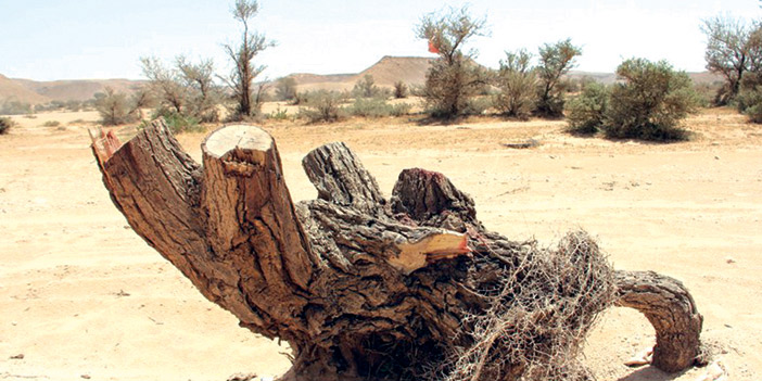 عبيثران شعيب البرة القديمة