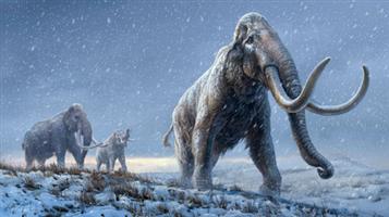 أقدم حمض نووي في العالم مصدره فيلة ماموث في سيبيريا 