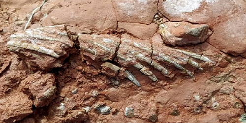 اكتشاف أحفورة حيوان مجهول عاش قبل (300) مليون سنة 