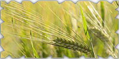 «الحبوب» تنهي ترسية مناقصة القمح لعام 2022 
