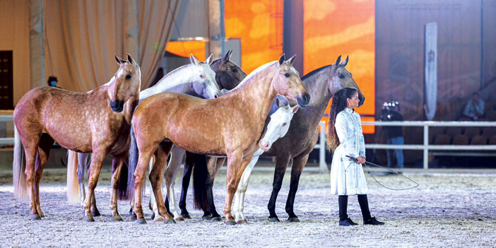 مهرجان «جوادي».. خصائص خيول الثيروبريد المهجنة والأصيلة 