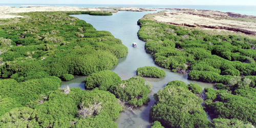 «جزر فرسان».. مقومات سياحية وطبيعية وتنوع أحيائي فريد 
