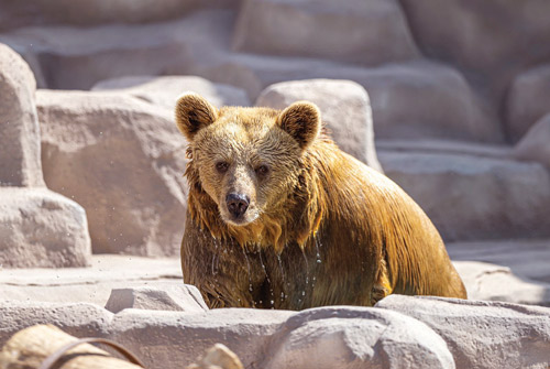زوار «رياض زوو» يلتقون بأضخم الدببة البنيّة في العالم 