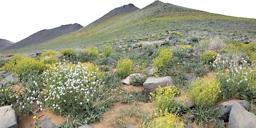 محمية الملك سلمان الملكية شاركت في «اليوم العالمي للبيئة» 