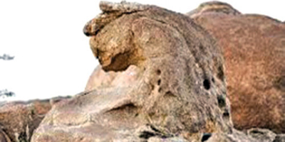 صخرة على هيئة نمر عربي في حرة القفيف 