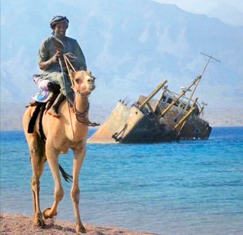 عدسة الجزيرة ترصد الخيل العربية أثناء وجودها على شواطئ حقل