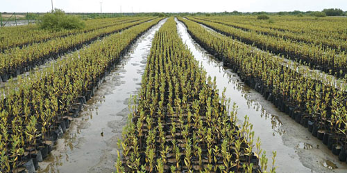 زراعة 6 ملايين شتلة مانجروف.. «الغطاء النباتي»: 