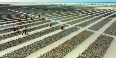 شركة البحر الأحمر تطلق مشتلاً لزراعة أكثر من 50 مليون شجرة مانجروف 