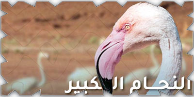 «هيئة تطوير محمية الملك سلمان» ترصد نوعين جديدين من الطيور 