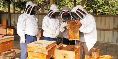 برنامج «أساسيات تربية النحل وأهميته الاقتصادية» يستهدف 100 متدربةٍ في جازان 