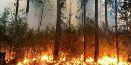 حرائق الغابات تقترب من أثينا واليونان تخشى اندلاع المزيد 