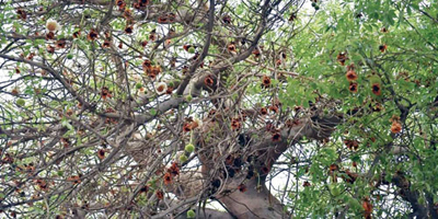 «الباوباب» شجرة في قلب جدة يتجاوز عمرها 150 عامًا 