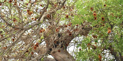الباوباب شجرة معمرة في قلب جدة يتجاوز عمرها الـ(150) عامًا 