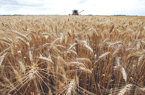 «الأمن الغذائي»: صرف (84) مليون ريال مستحقات الدفعة 16 لمزارعي القمح المحلي 