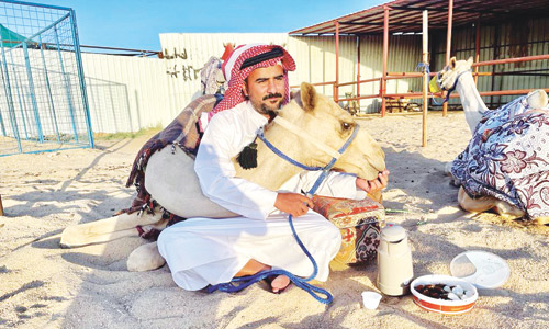 مهرجان الملك سلمان للهجن إحياء لعناصر التراث كجزء من التنمية الوطنية الشاملة 