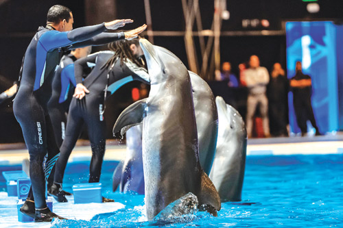 تجربة الدلافين تجذب الزوار في عروض مبهرة 