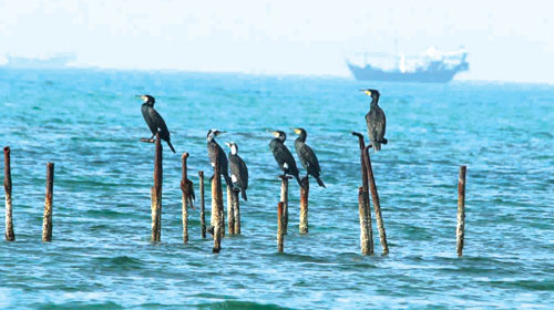 إطلاق مشروعٍ لتقييم الموائل والأنواع البحرية في الخليج 