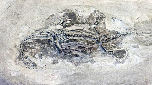 ديناصور بحجم «كلب» عاش تحت الأرض قبل 99 مليون سنة 
