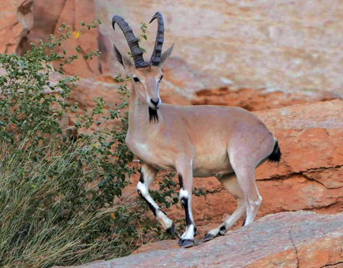 بتحقيقها معايير ومؤشرات «IUCN» 